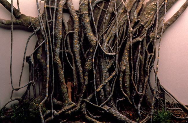 magic-of-the-daintree-03